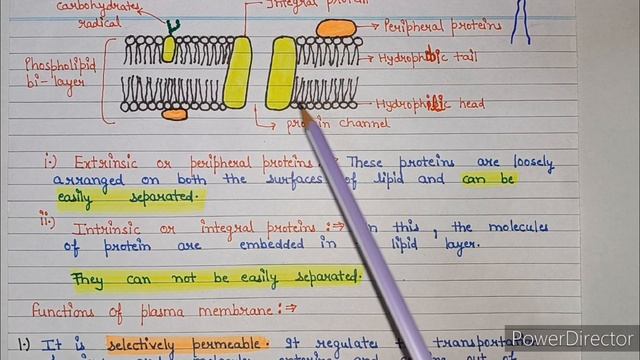 Plasma membrane structure and functions | plasma membrane structure | plasma membrane смотреть онлайн