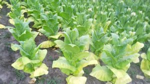 Табак 7-8 недель в грунте. Ксанти,Символ-4,Берли 9,Краснодар,38,QY-15