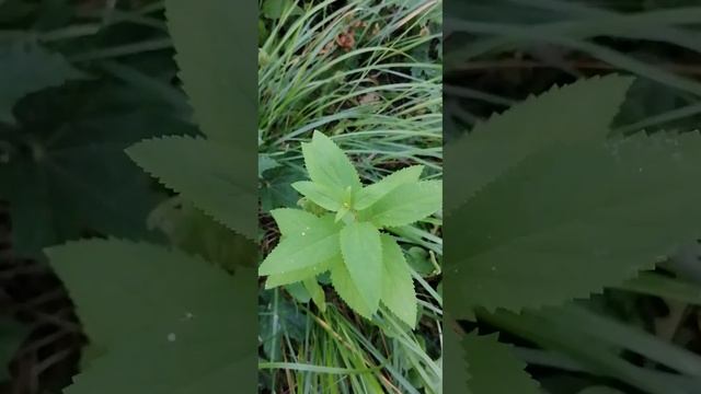 نبات القراص اللاذع، Stinging Nettle،Крапива