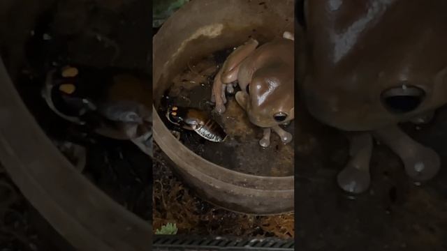 Ночь.часть 1 #zoo #zoolife #москва #zooanimals #reptile #лягушка #таракан #shortvideo #хорор смотреть онлайн