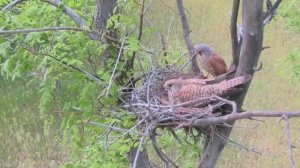 Дикая природа Крыма