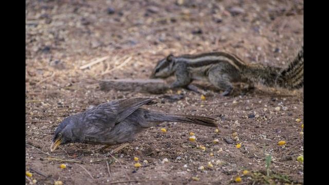 Early Morning Nature Walk At The Parimal & ATIRA Gardens, Ahmedabad