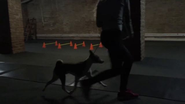 Красный Цветок Барбарис