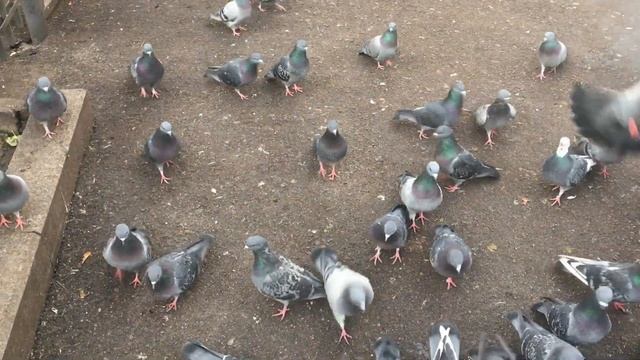 Идём гулять по солнечному Питеру смотреть онлайн