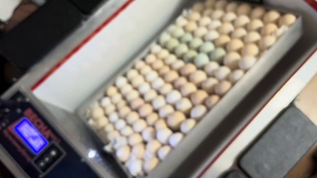 Запускаю инкубаторы Весна и OVO с яйцом породистых кур смотреть онлайн