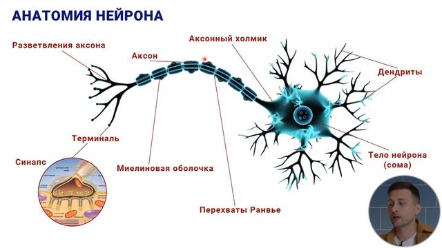 13. Анатомия нейрона смотреть онлайн