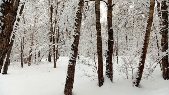 Февральский день в лесу / Февруари ден в гората / February Day In The Forest.