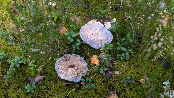 Гиднеллум голубой (Hydnellum caeruleum). Как выглядит гриб на месте произрастания.