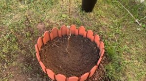 Посадка груши 🍐 и каких помощников использую.
