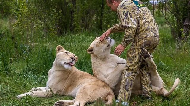 Крым. Олег Зубков и его Большие Кошки, из инета. смотреть онлайн