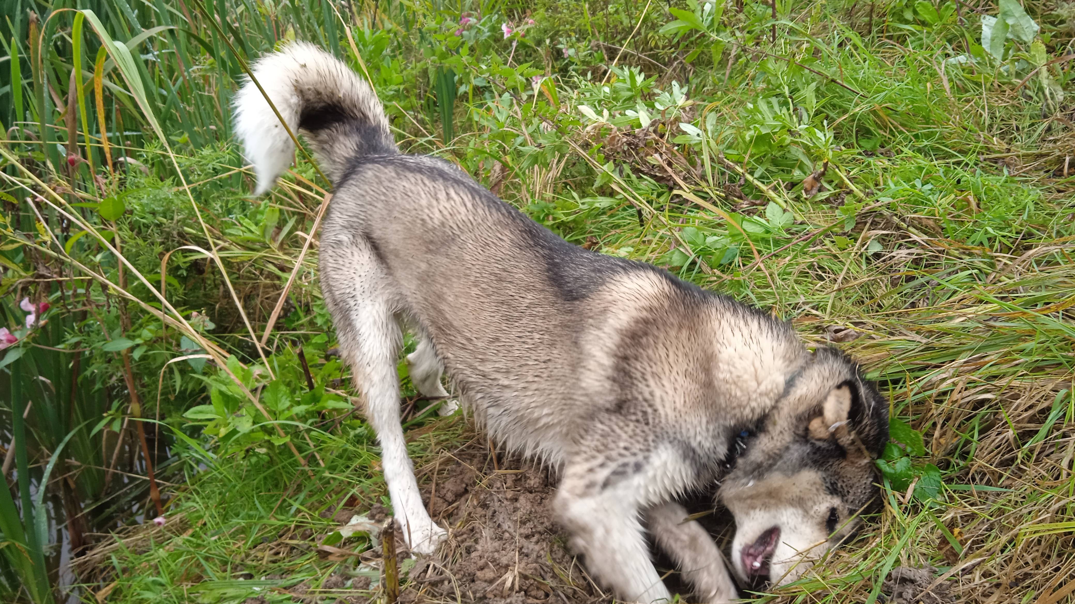 Хаски Умка охотится как лиса смотреть онлайн