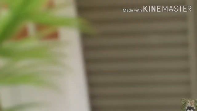 "Сказка про хомяков" /ХОМЯКИ СБЕЖАЛИ?!\ смотреть онлайн