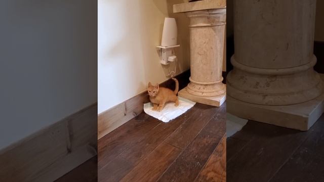 Cerebellar Hypoplasia Kitten Using Bathroom