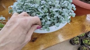 Как правильно посадить Дихондру серебристую в кашпо. Как летом нарастить шикарный ампельный куст.