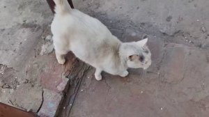 Голодным не буду 240