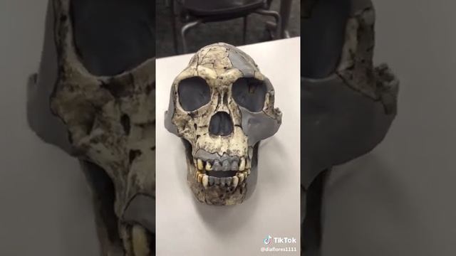 Meet Homohabilis AKA handyman.. смотреть онлайн