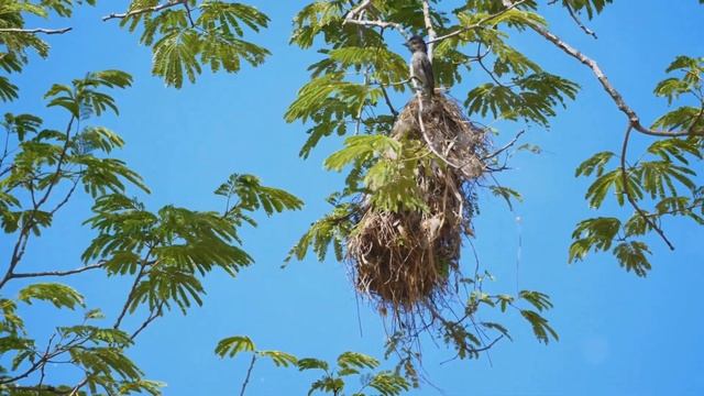 Птица которая никогда не садится и спит в полете ! Стриж Птица смотреть онлайн