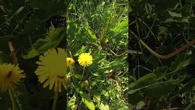 17 мая 2023 г.Мир одуванчиков...простота и тихая радость..Мир под ногами...