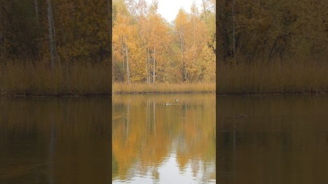 Пруд, осень ноябрь 2024