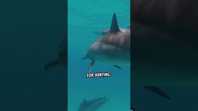 The Cooperation Of Dolphin Pods!