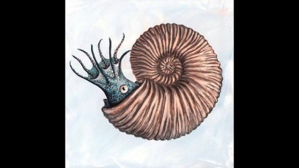 Tribute to Ammonite
