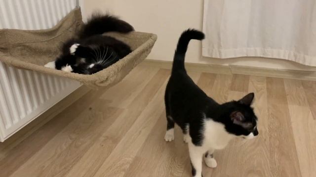 Radiator Cat Bed Battle | Uni and Nami смотреть онлайн