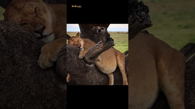 Mind-Blowing Facts You Never Knew Were True!