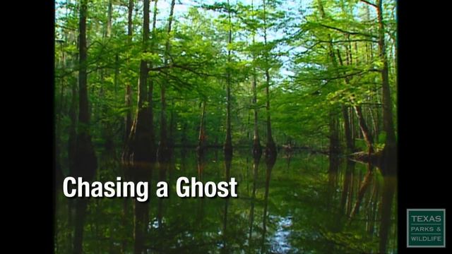 PBS Show - Counting Parrots, Interpreting Parks & Woodpecker Search смотреть онлайн
