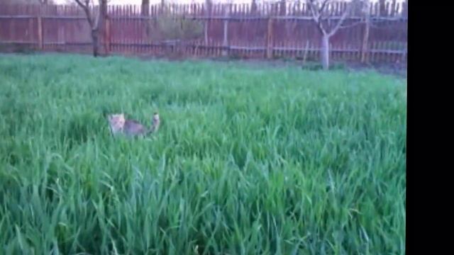 Алиска и весна смотреть онлайн