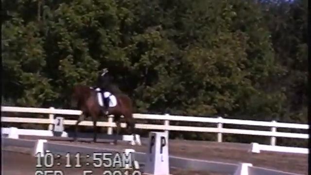 WF Incognito Horse For Sale смотреть онлайн