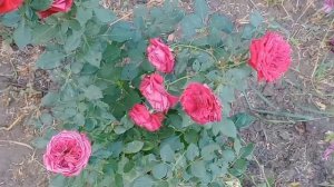 Ты знаешь, как хочется жить