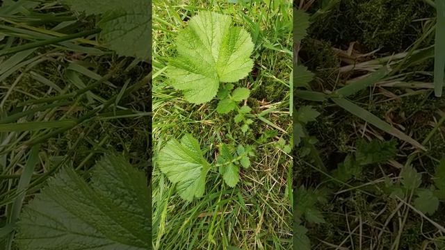 How to say Wood Avens / Avens Root, speaking Abenaki Language🌿🌱💚#plantmedicine #abenaki #ethnobotan смотреть онлайн