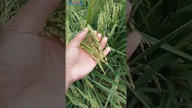 Hasil Semprot Buah смотреть онлайн