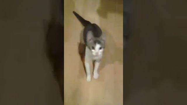 Francis cerebellar hypoplasia смотреть онлайн