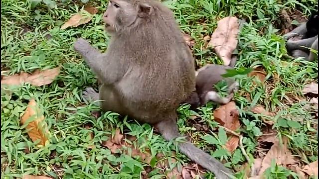 Baby Monkey Cry  Loudly Cos Of Hungry ST324