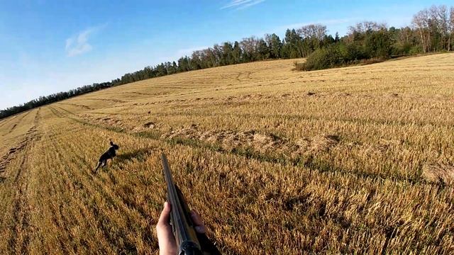 охота на перепела и утку 2020