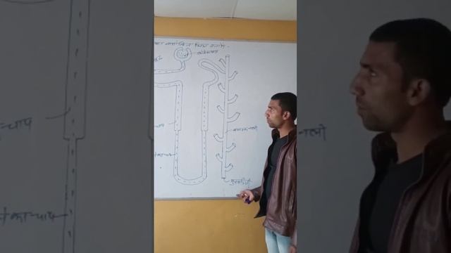 Nephron Ka Namankit Chitra