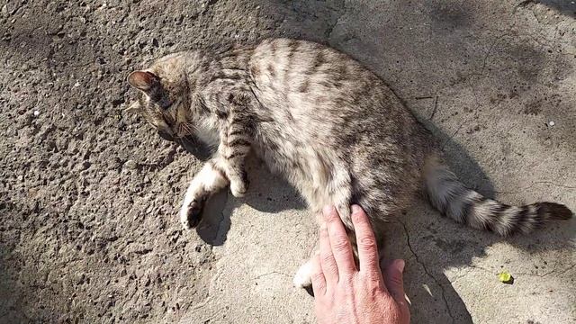 Коты и Кошки. Кошка ластится.