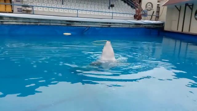 ТРЕНИРОВКА РЫБЫ.