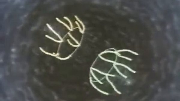 Жизнь клетки и взаимодействие ее с вирусом   1976