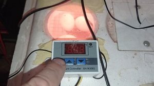 Инкубатор от аккумулятора 12вольт в условиях блэкаута.