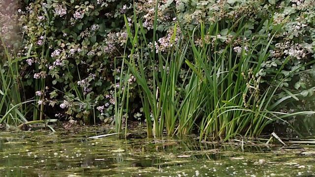 Grand Western Canal Mindfulness Moment Part 2 смотреть онлайн