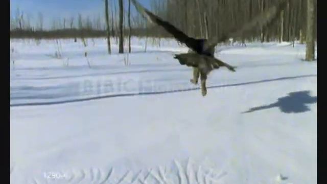 Save Our Birds Of Prey.wmv смотреть онлайн