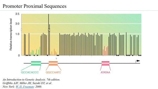 Proximal Promoter Sequences Eukaryotes Regulatory sequences смотреть онлайн