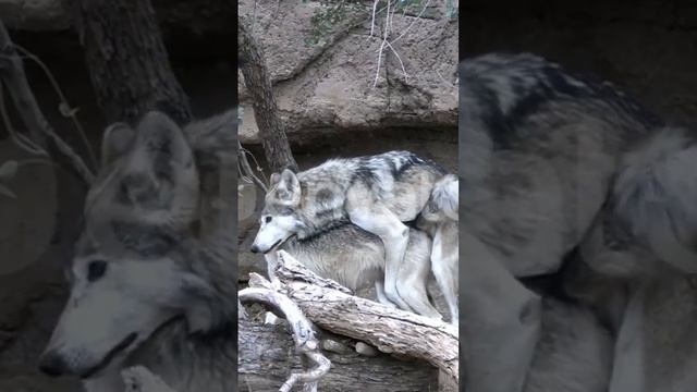 #short #shortsvideo #matingseason #mating смотреть онлайн