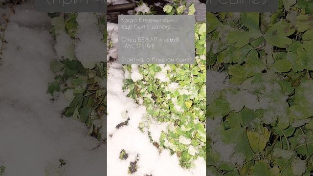 Ты не грешник, ты ОПРАВДАН🫡#безусловнаялюбовь #словобога #цветы #свершилось #притча #папалюбит #сын