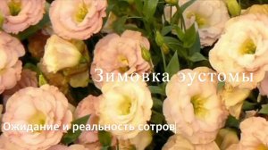 Ожидание и реальность эустомы. Как сохранить эустому до лета. Зимовка эустомы.