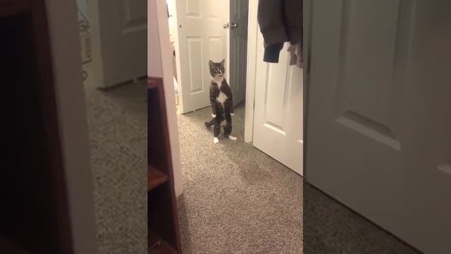 какой прикольный