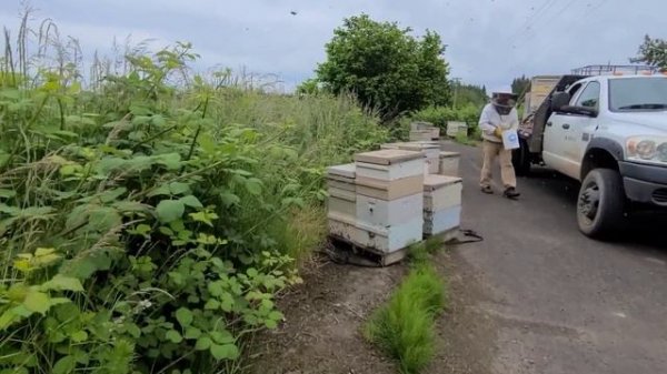 отводок 5 рамок вытянул 10 вощин