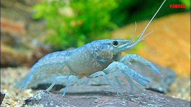 Мексиканский Карликовый Синий Рак Содержание в аквариуме Разведение и Кормление смотреть онлайн